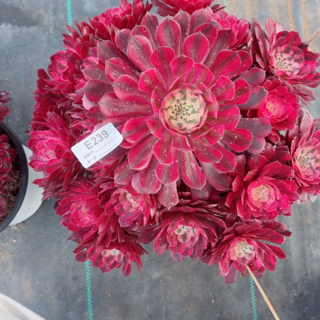 239红白多破植物的下播福利多肉植物