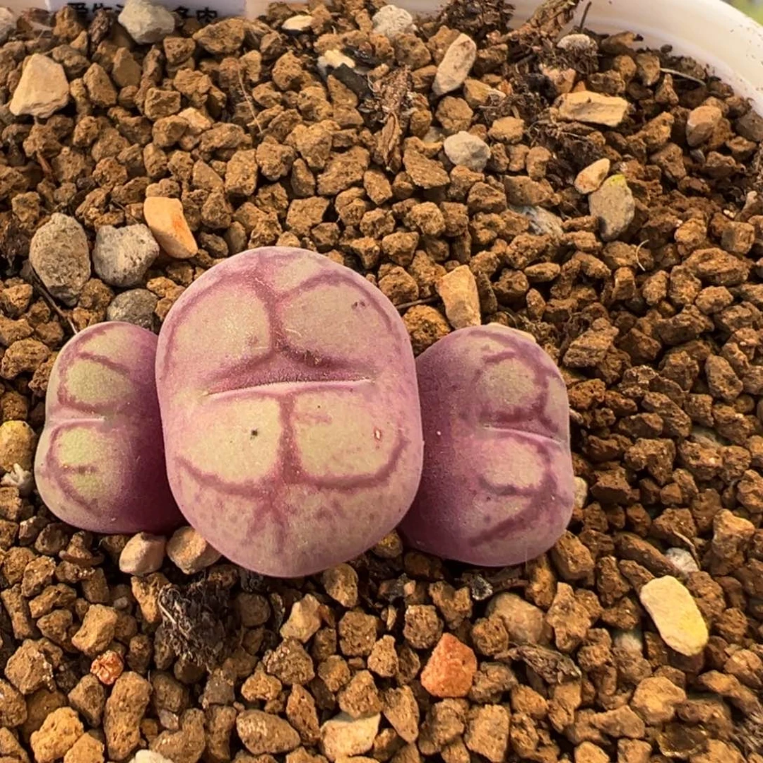 26多肉植物百科植物