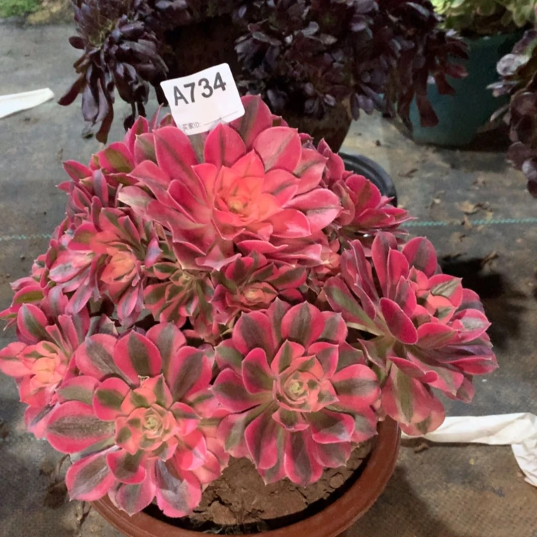 【闪购商品】734粉女巫