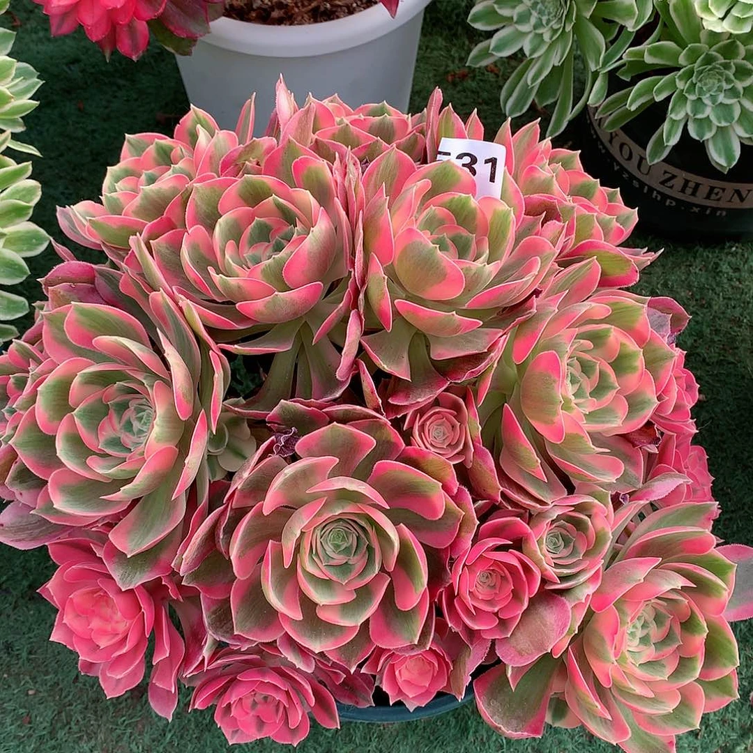 531.粉女郎多肉植物