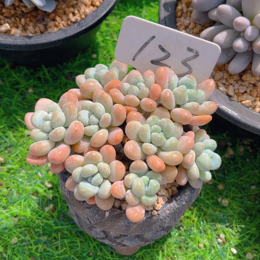 龙*豆123fghjjjjjjnnn