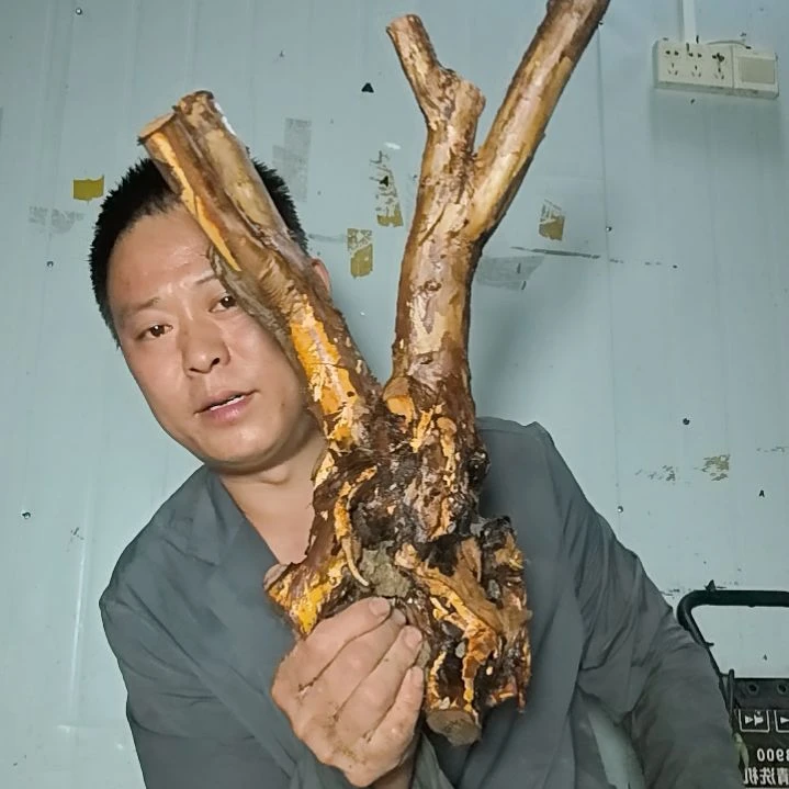 海***鲨无花朵盆景素材拍品，