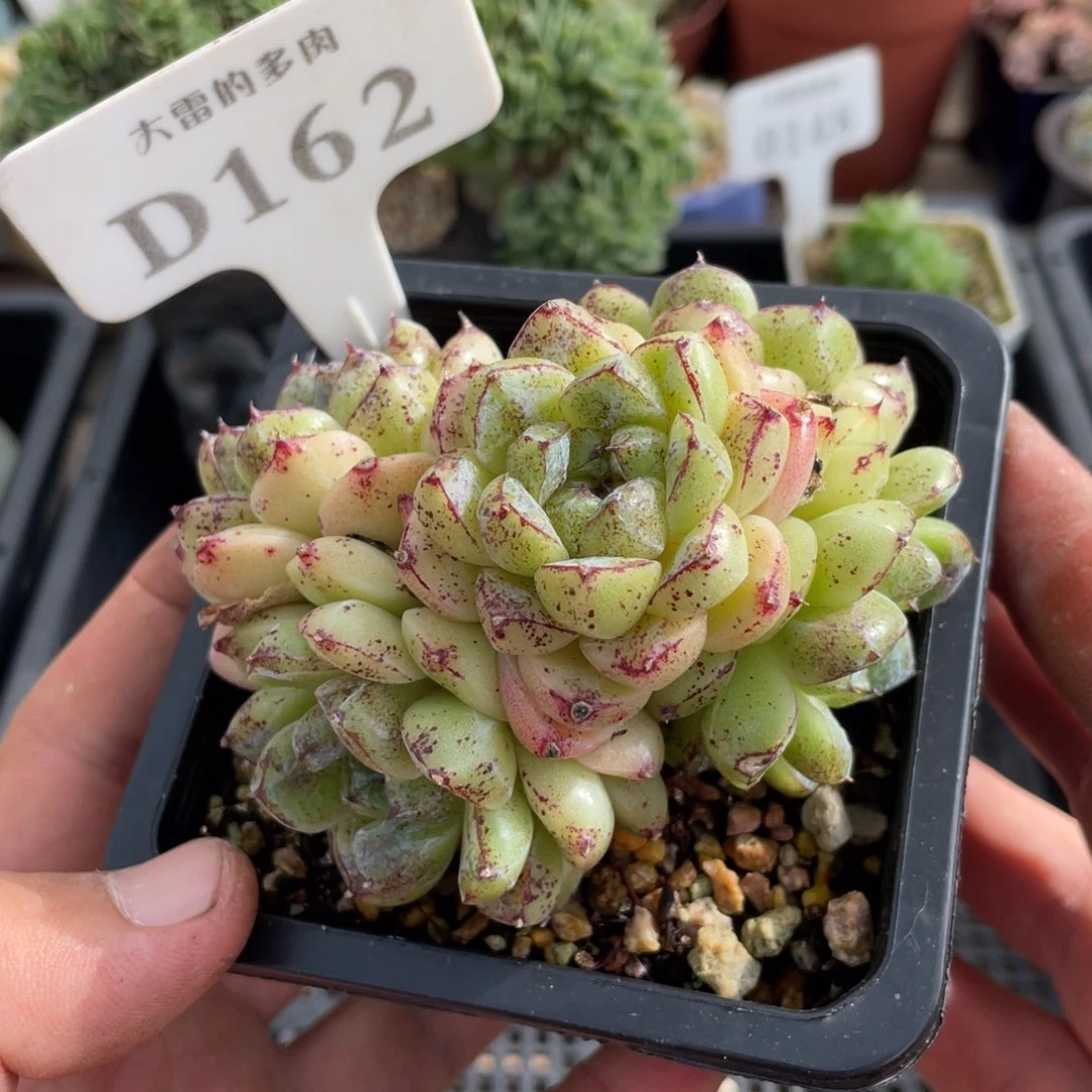 162赤水晶不带盆9厘米