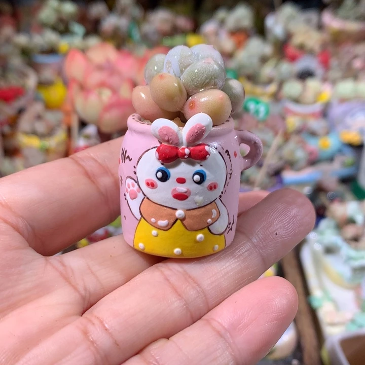 31号 盆内口2 不带肉  满100包邮