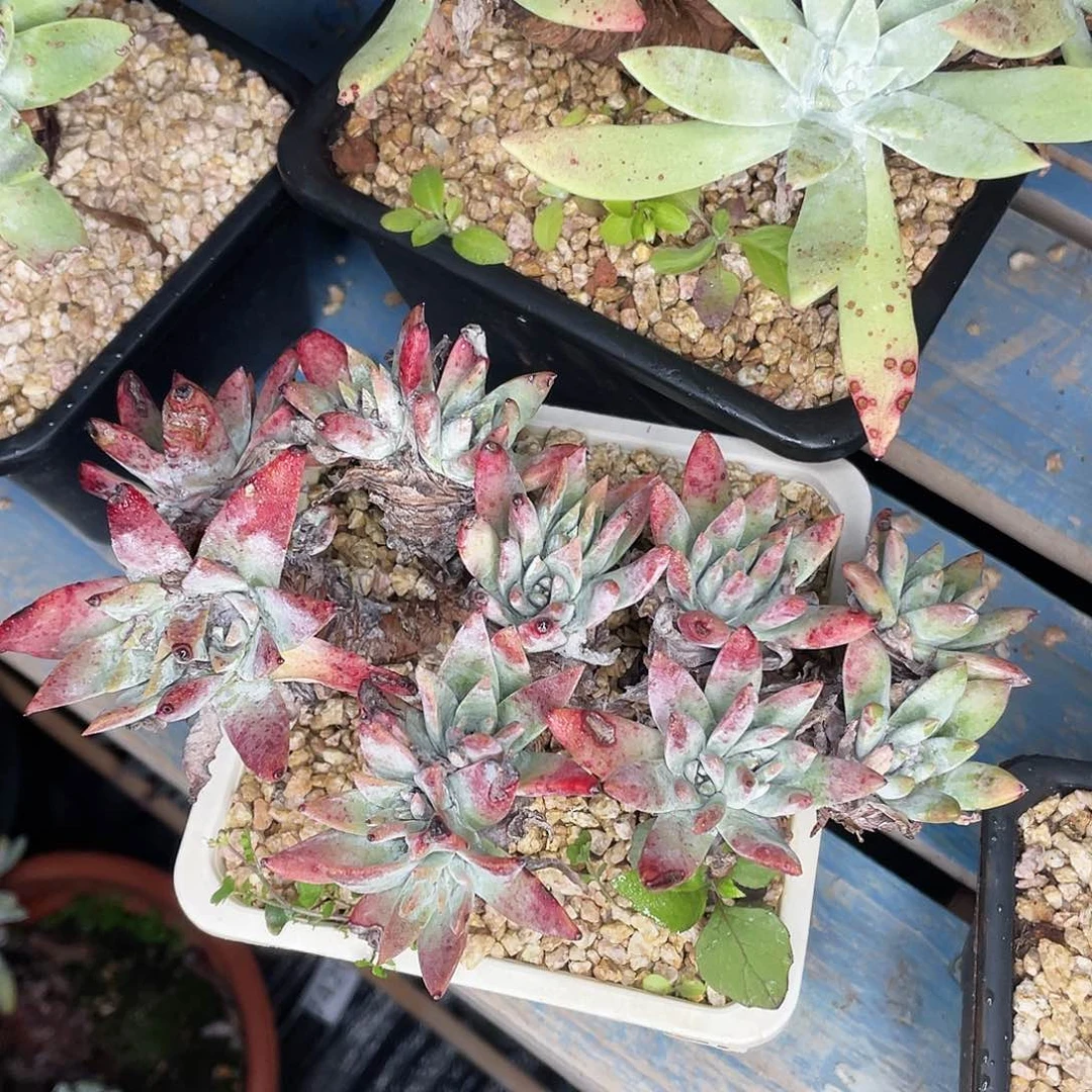 7421仙女杯多头老桩