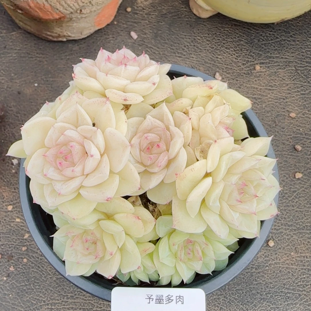 白天鹅，9315带盆发不包整
