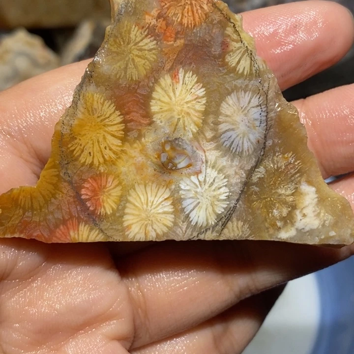 【闪购商品】未镶嵌珊瑚玉硅化玉做随形