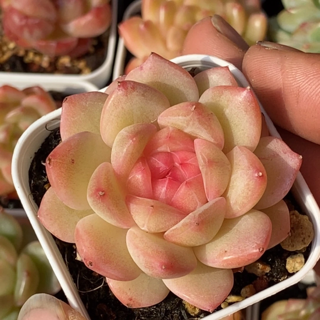 天官赐福百无禁忌