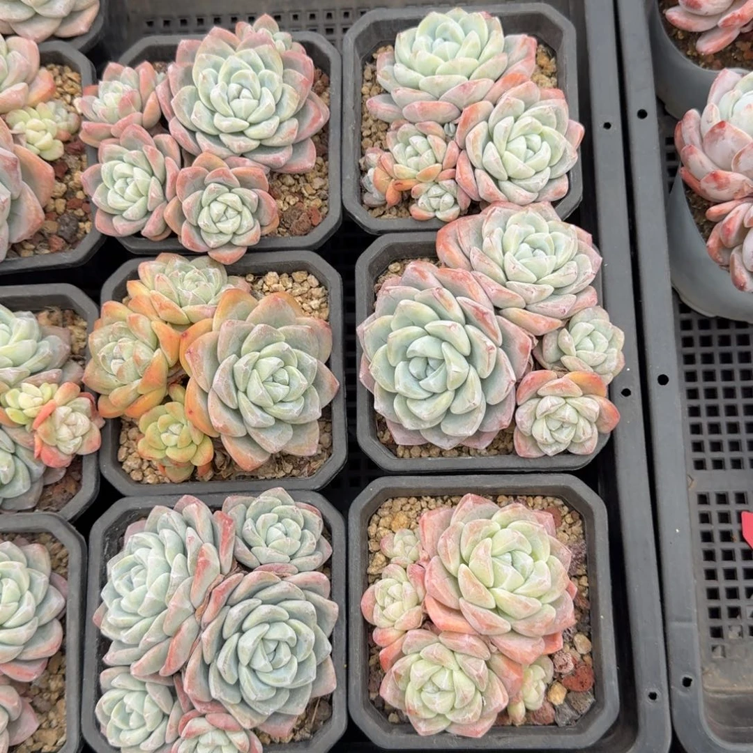 6颗一起一物一拍的