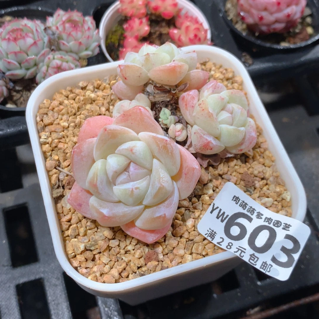 5CM拇指盆精控多肉YW603