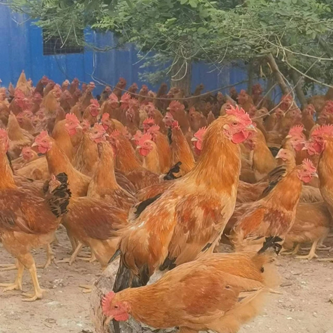 3号链接 公鸡/母鸡（现场称重）（杀好预冷发货）生鲜 包冰率不含冰