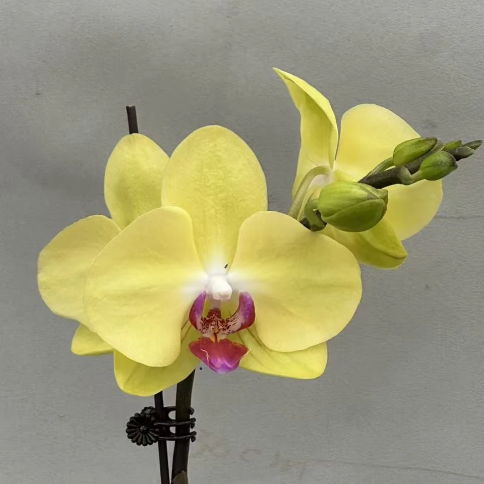 （富乐）蝴蝶兰 花期长 拍3颗配盆