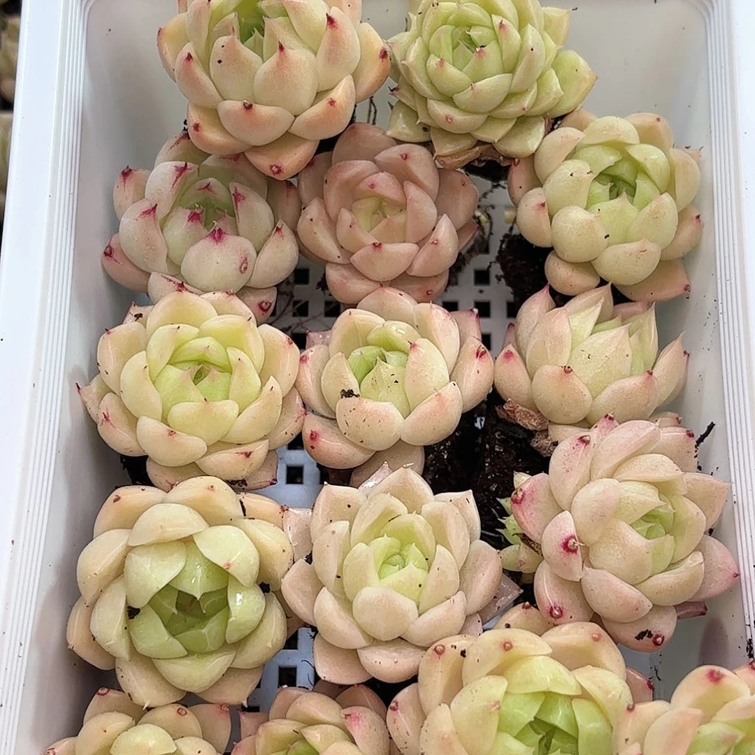 如图品质21颗 新疆西藏内蒙不发货