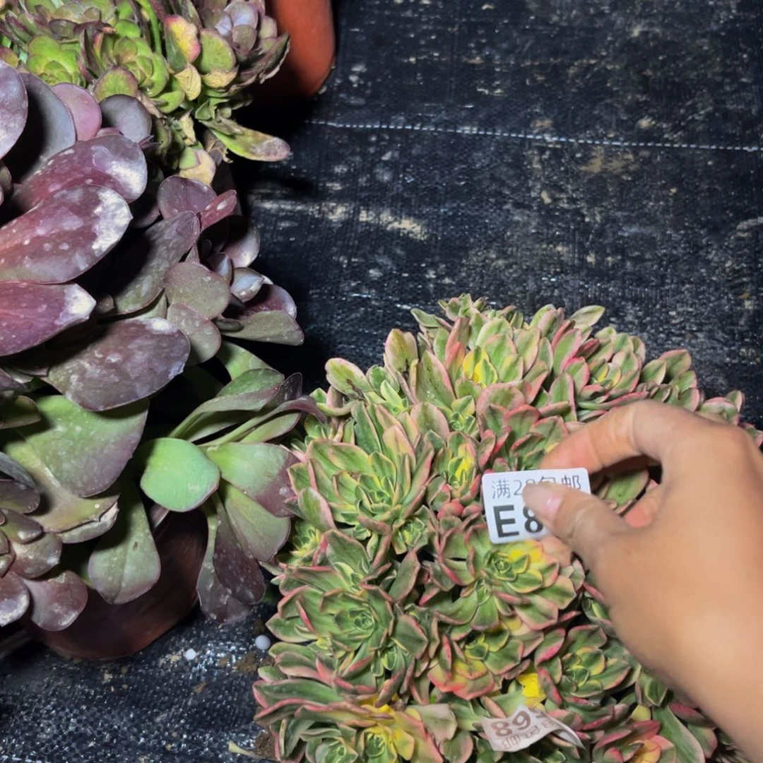 831多肉植物一物一拍