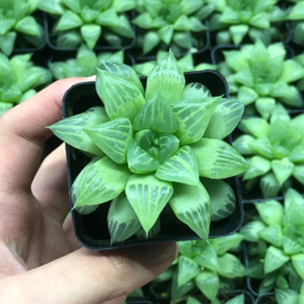 满18包邮 水晶寿玉露随机一盆 多肉植物