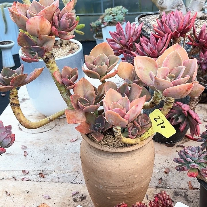 多肉植物，赫式270号