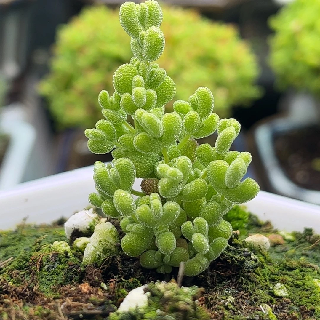 昕宝莱斯虎斑锦枝干番杏优质