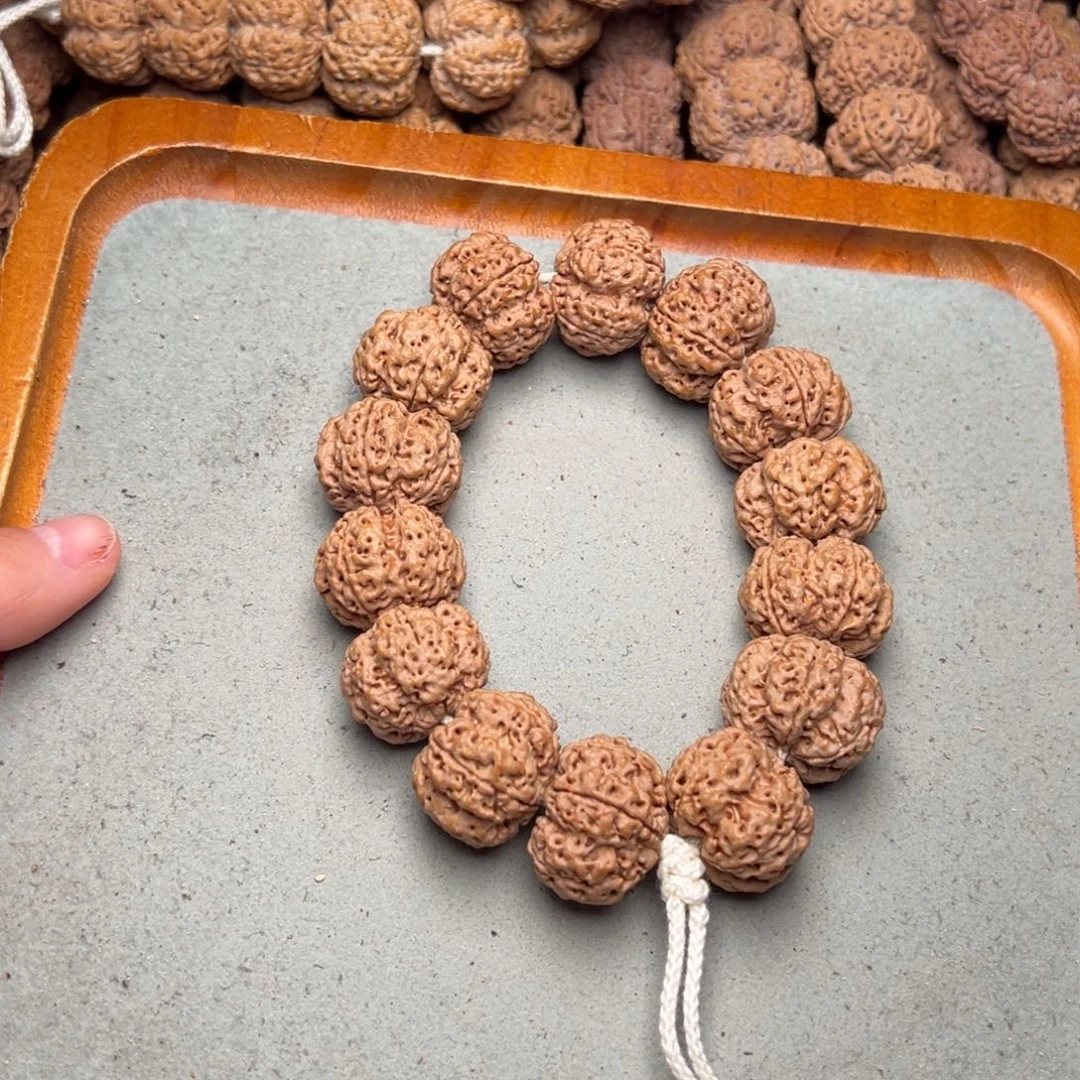 菩提5号金刚菩提矮桩深沟24