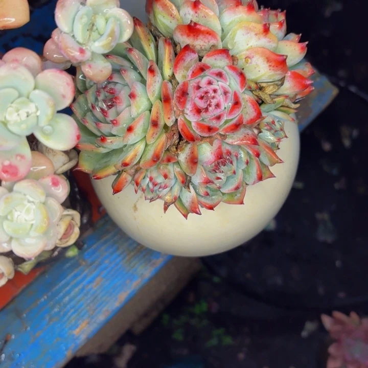 y***h老桩精品肉肉水蜜桃