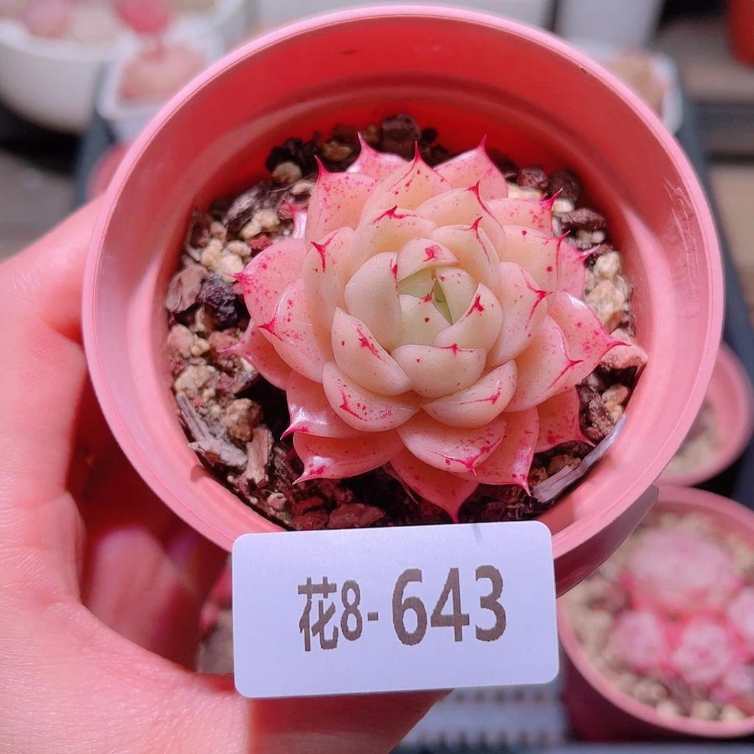 花利美8-643麦秆