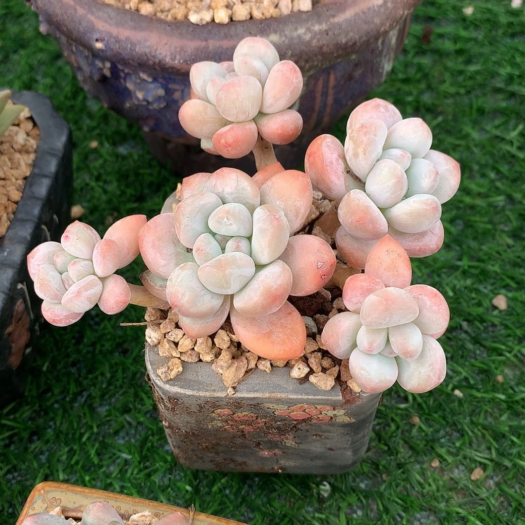 香水小群10 公分一物一拍