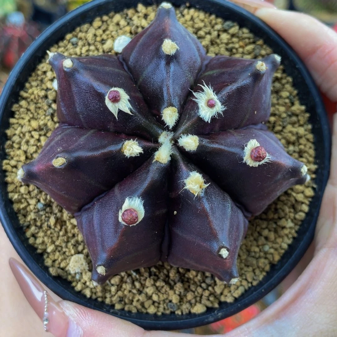 腹肌黑寡妇00000006