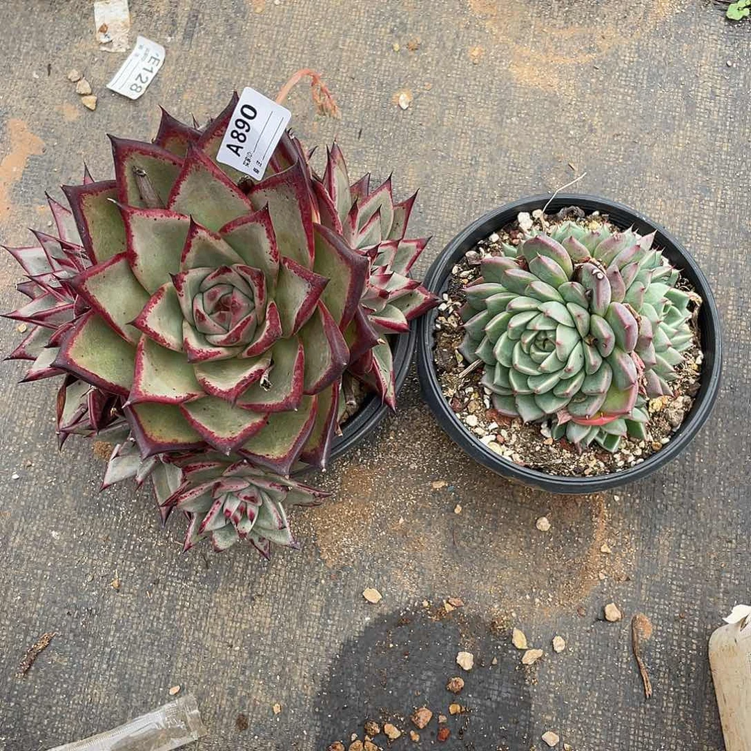 朝***发若如东云组拍A890