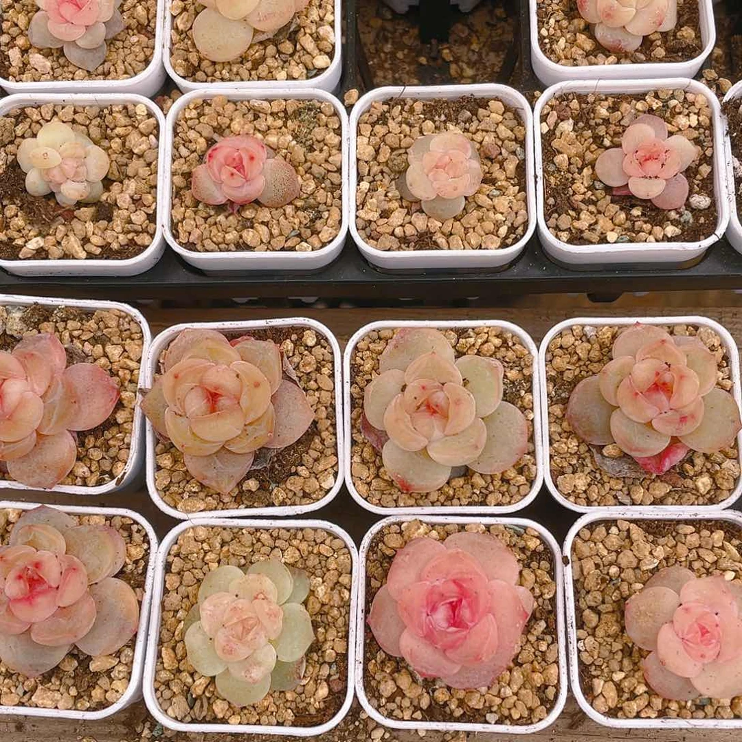 桃坞一个穴满25包邮