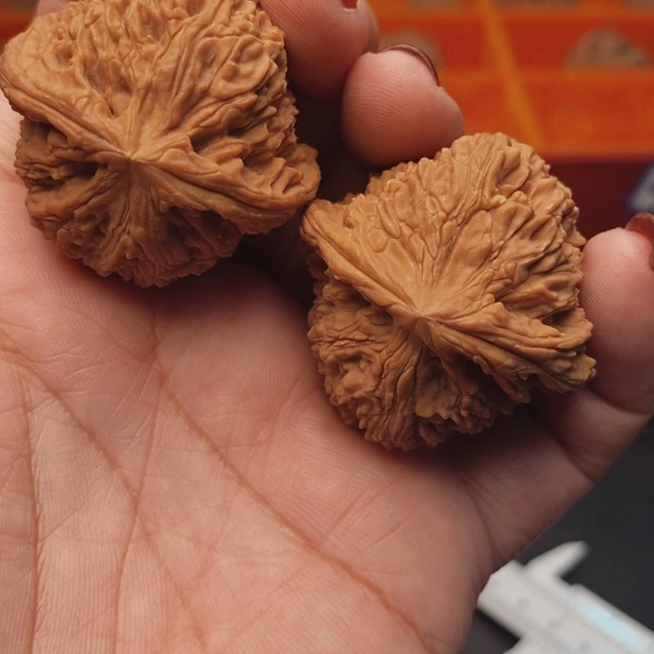 核桃南疆39尺核桃