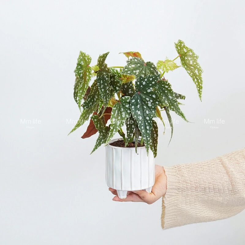 鳟鱼秋海棠盆栽室内客厅绿植植物ins风格