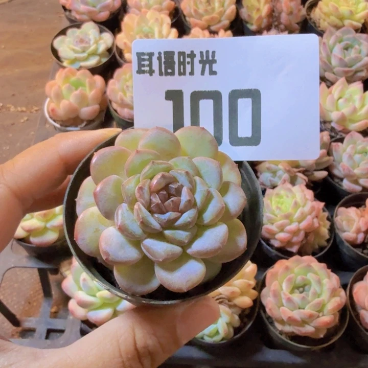 100.qqqqqqqqqqqqqqqqq