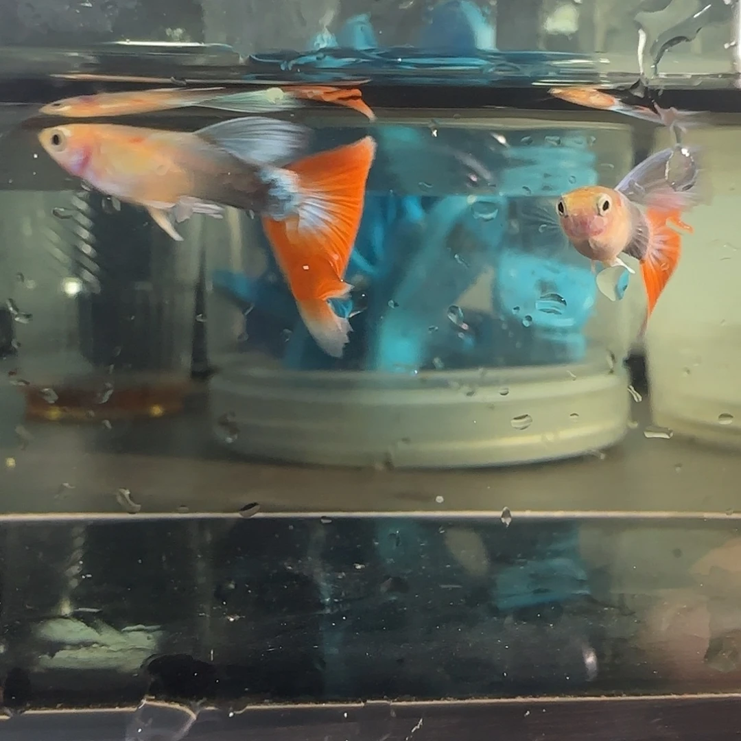 孔雀鱼关注主播可以下单