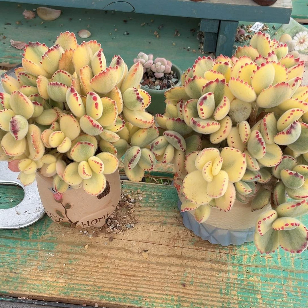 多肉植物的生长发育