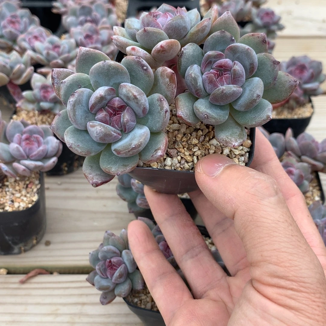 清***9清晨突尼斯发货多肉2