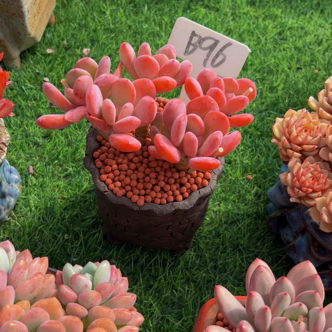 娜***娜灰姑娘小老桩多肉