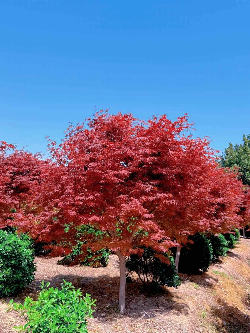 中华小叶红三季红红舞姬庭院别墅红枫树盆栽地栽风景树
