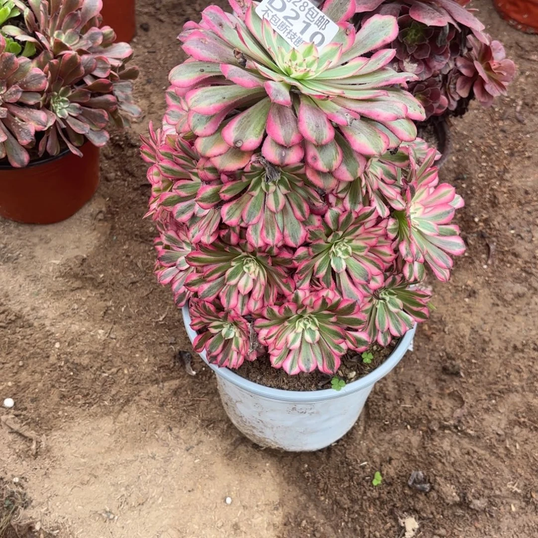 M. 210红铜白多肉。cad