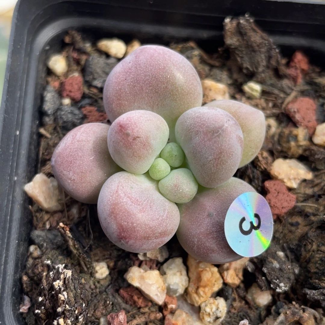 贵妃奶酪多肉植物