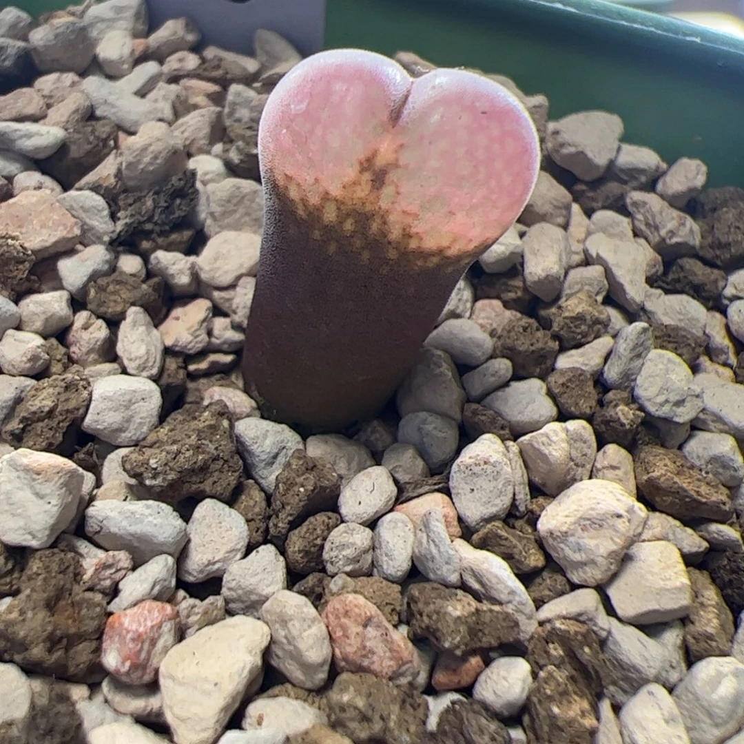 c10风铃玉肉锥两年