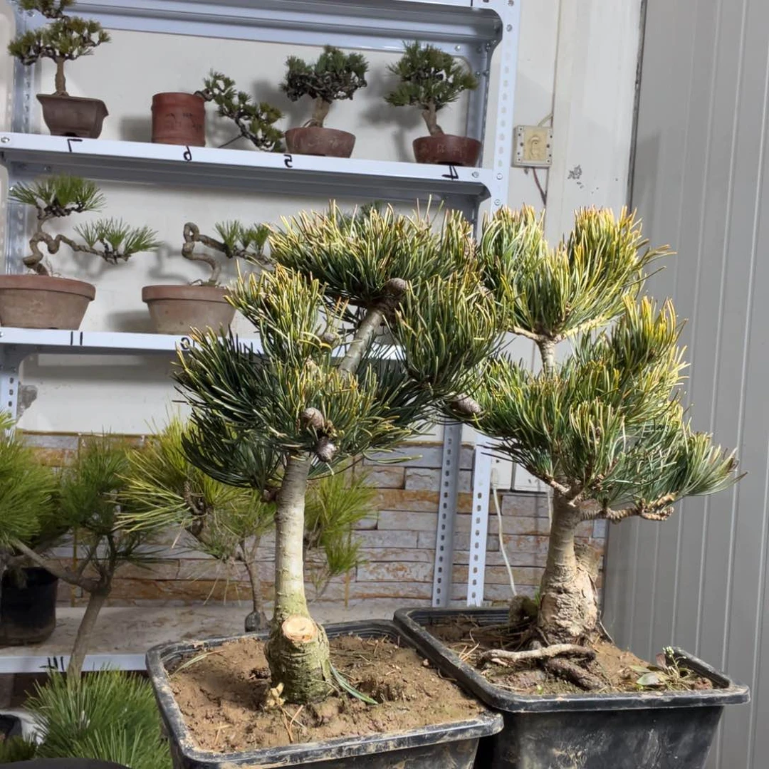 老*宫岛大阪两颗130链接