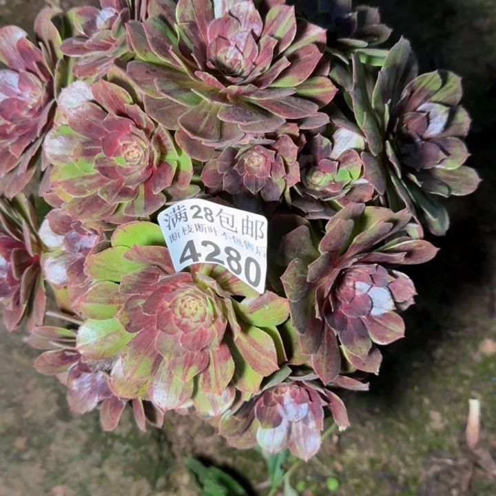 4280花月夜不包段枝