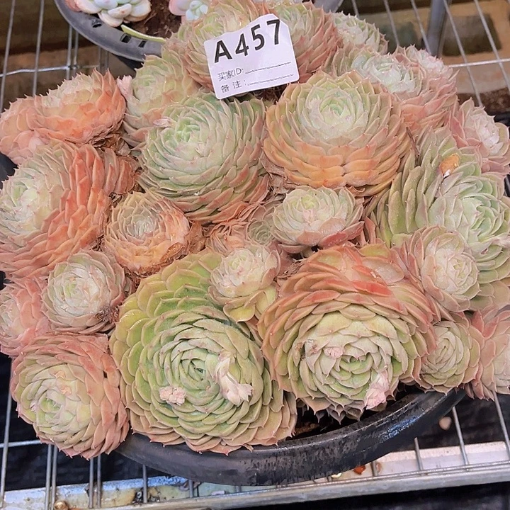君***花这里就让它去寻找更有457