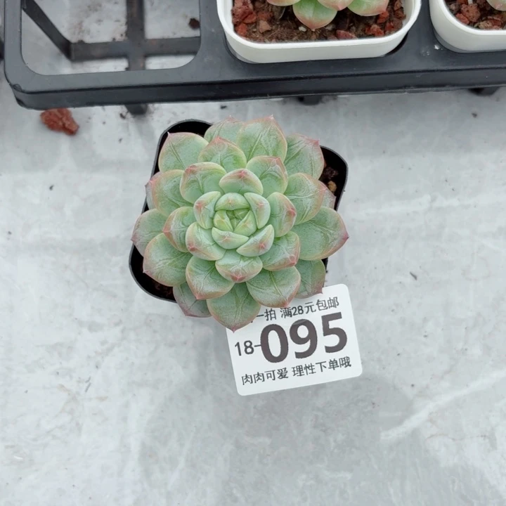 优选珍妮无盆土发货多肉多