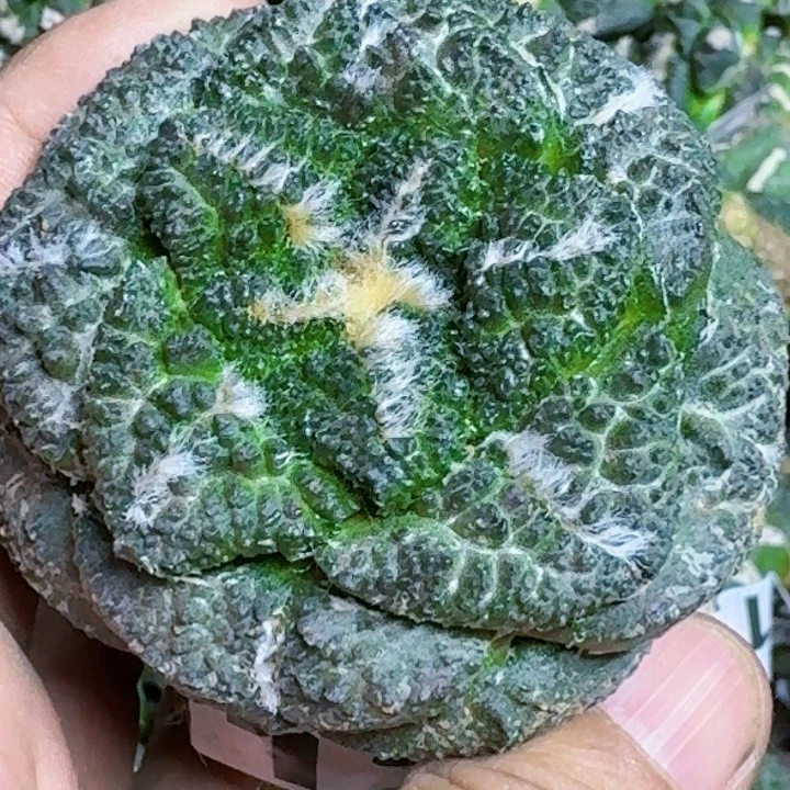 无花朵苗接哥龟121
