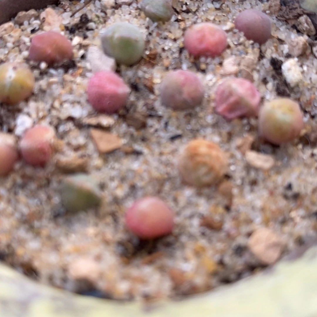 短耳姬大眼睛空蝉一颗