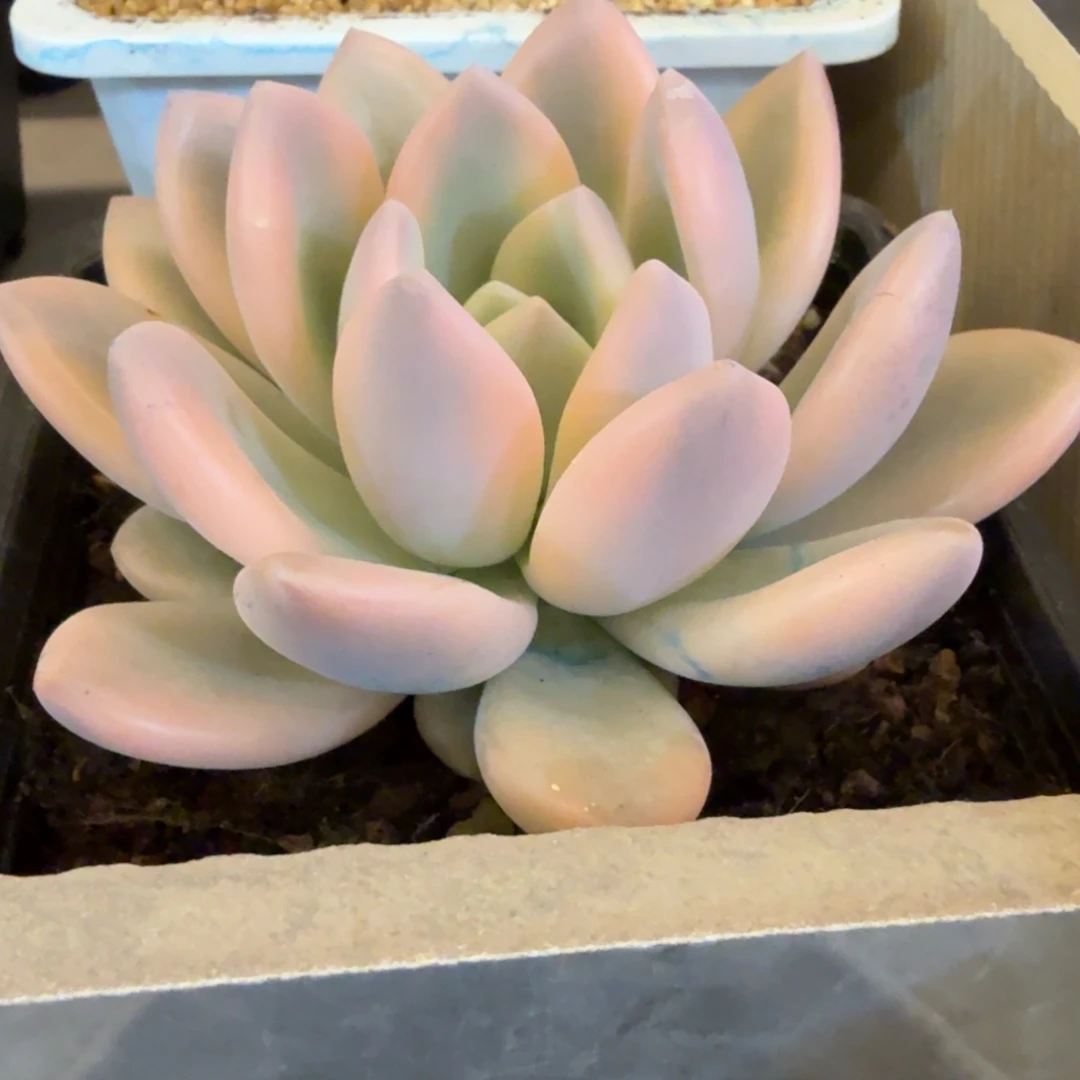 奥普 安吉园艺锦锦