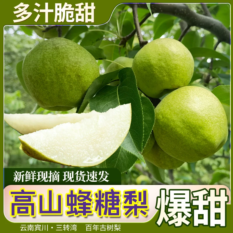 古树蜂糖梨云南宾川正宗三转湾酥梨脆梨丑梨现摘现发新鲜当季水果
