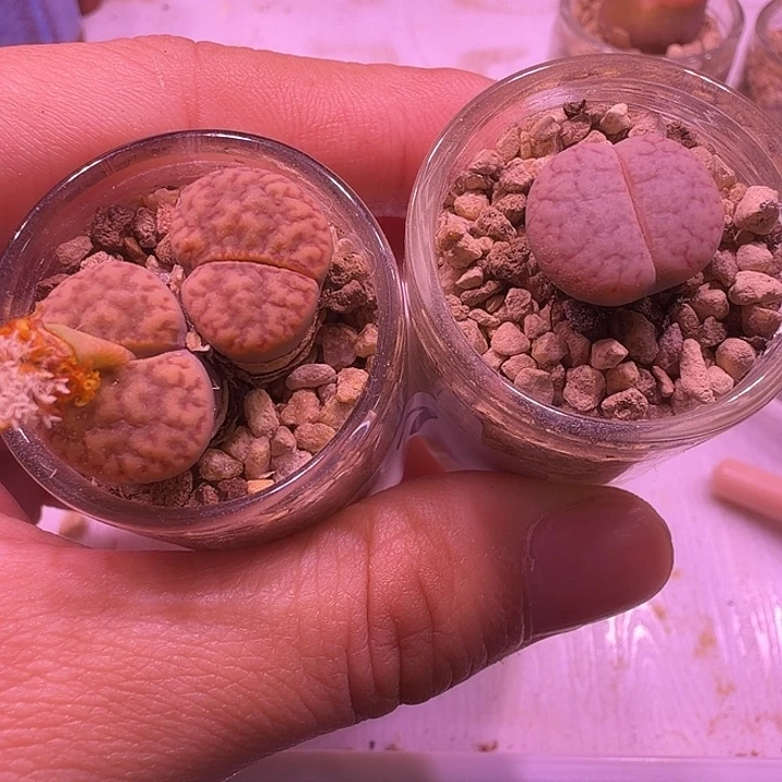 7号，生石花2颗带瓶土发货，清地方福利出