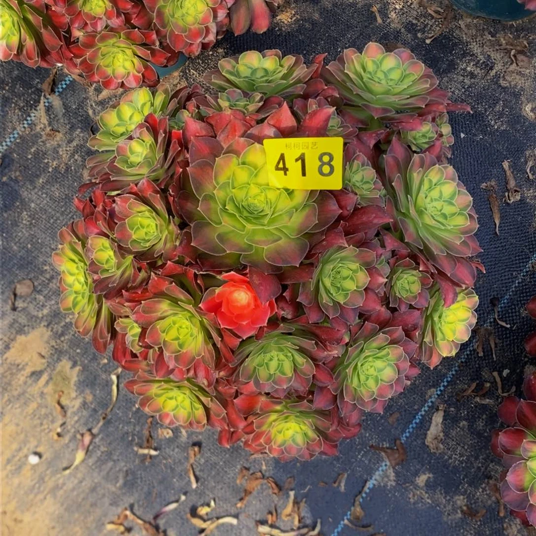 梅****溪多肉00000418shao hua