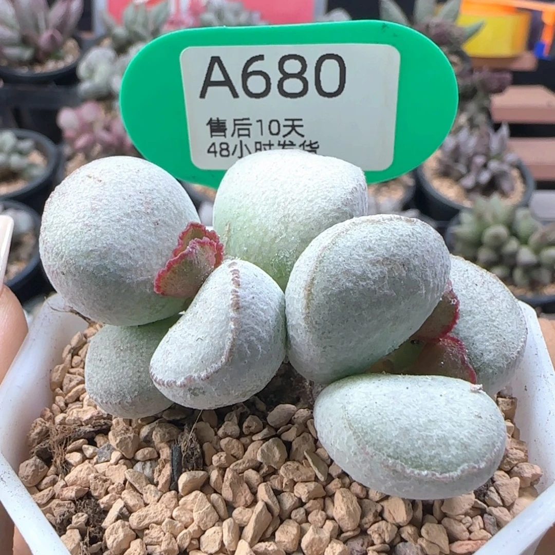 福利。    680。